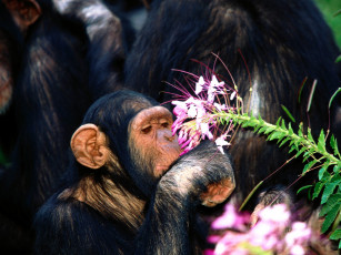 обоя oh, pretty, chimpanzee, животные, обезьяны
