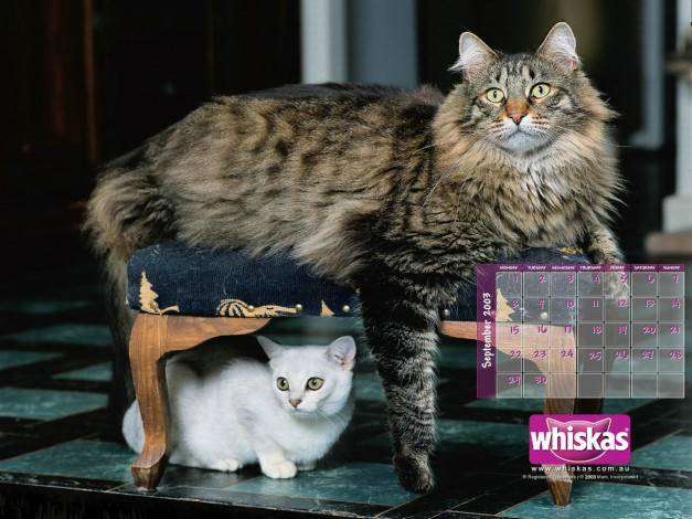 Обои картинки фото бренды, whiskas
