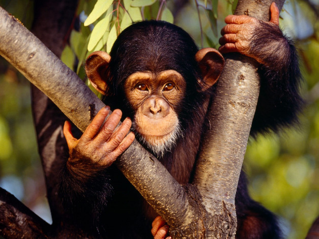 Обои картинки фото chimpanzee, животные, обезьяны