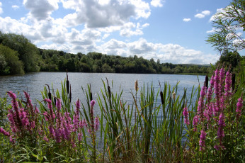 Картинка природа реки озера вода деревья камыш цветы