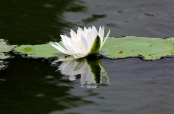 Картинка цветы лилии водяные нимфеи кувшинки белый отражение вода