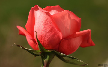 Картинка цветы розы роза цветок красная