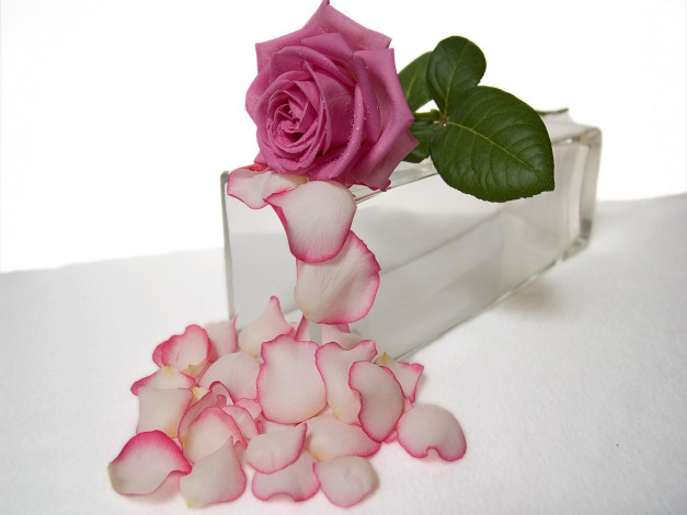 Обои картинки фото цветы, розы, лепестки, капли, ваза