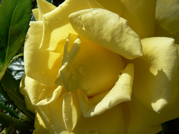 Обои картинки фото цветы, розы, жёлтая
