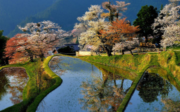 Картинка природа поля цветение сад дом деревья весна Япония