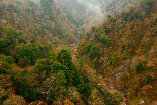 Обои картинки фото природа, горы, осень, деревья, лес, склон