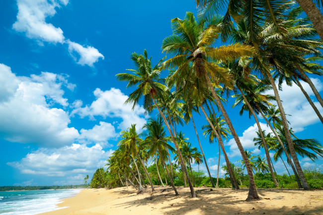 Обои картинки фото природа, тропики, пляж, пальмы, море