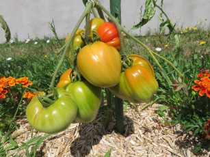 Картинка природа плоды огород помидорки созревание урожай томаты