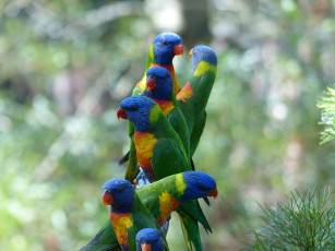 Картинка животные попугаи лорикеты птицы