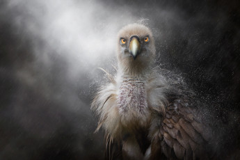 Картинка животные птицы+-+хищники клюв птенец дождь перья