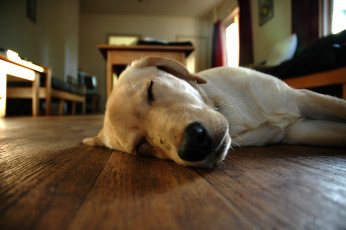 Картинка животные собаки собака сон пол лабрадор