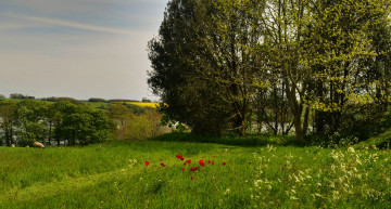 Картинка англия природа пейзажи трава маки деревья