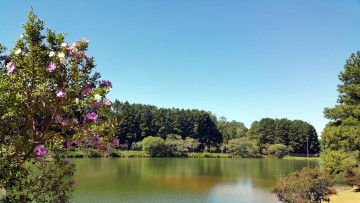 Картинка природа реки озера весна озеро деревья цветы