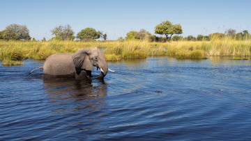 Картинка животные слоны водоем деревья трава