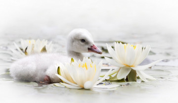 Картинка животные лебеди вода цветы лилии уточка