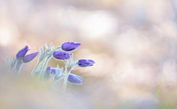 Картинка цветы анемоны +сон-трава макро сиреневые фиолетовые первоцвет лепестки размытость прострел обыкновенный