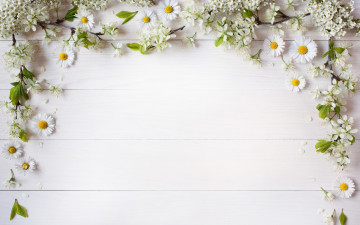 Картинка цветы ромашки белые ветки фон декор лепестки