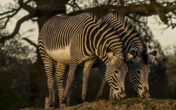 Картинка животные зебры дерево двое