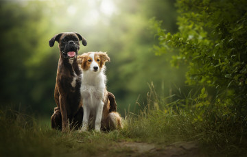 Картинка животные собаки две природа