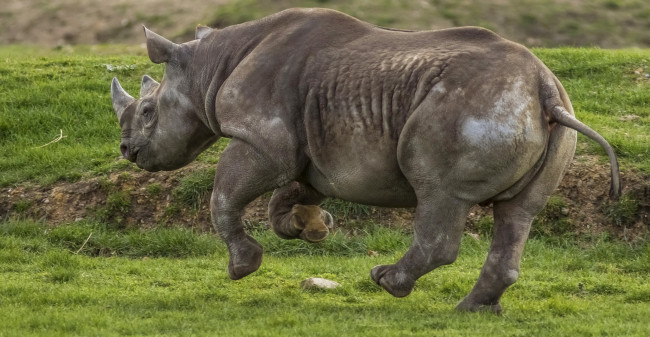 Обои картинки фото животные, носороги, бег, трава