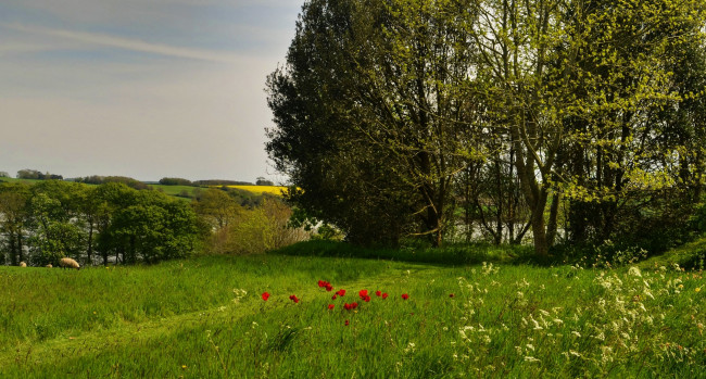 Обои картинки фото англия, природа, пейзажи, трава, маки, деревья