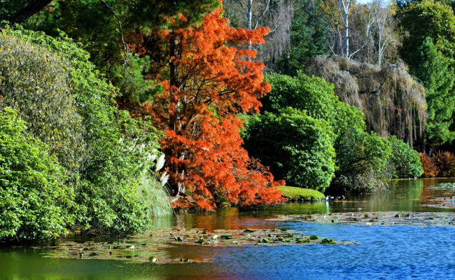 Обои картинки фото природа, реки, озера, пруд, водяные, лилии, осень