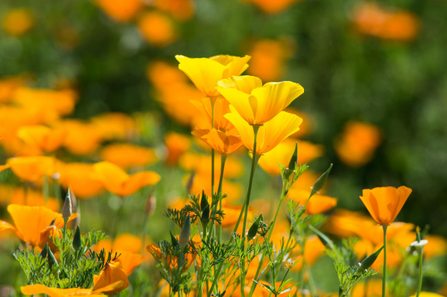 Обои картинки фото цветы, эшшольция , калифорнийский мак, желтые, кустики, лето, цветение