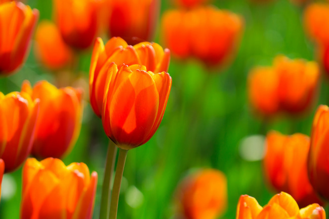 Обои картинки фото цветы, тюльпаны, поле, огненные, оранжевые