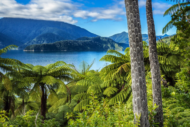 Обои картинки фото новая зеландия, природа, тропики, горы, облака, водоем, пальмы