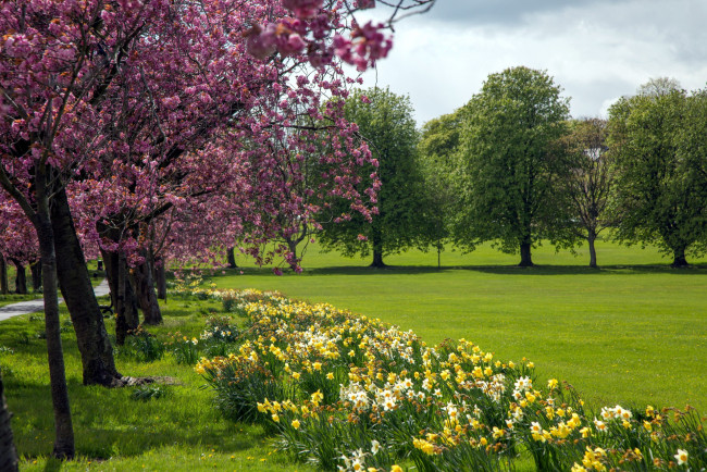 Обои картинки фото природа, парк, весна, лужайка, цветущие, деревья, нарциссы