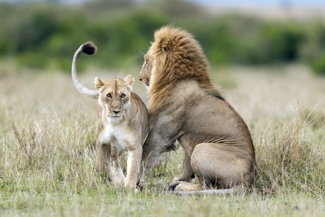 Обои картинки фото животные, львы, дикая, природа, львица, лев