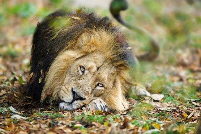 Обои картинки фото животные, львы, листва
