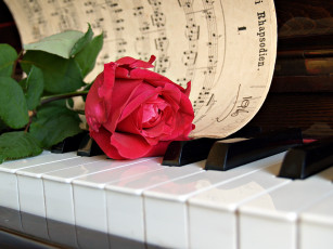 Картинка музыка -музыкальные+инструменты клавиши пианино роза цветок ноты