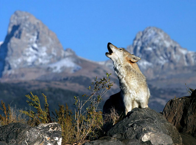Обои картинки фото животные, волки,  койоты,  шакалы, волк, вой, камни, скалы
