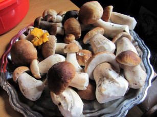 Картинка еда грибы +грибные+блюда лесные боровики