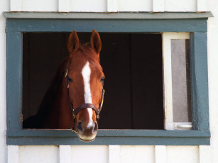 Картинка thoroughbred race horse lexington kentucky животные лошади