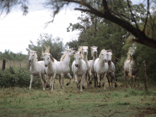 Картинка wild and free camargue horses животные лошади