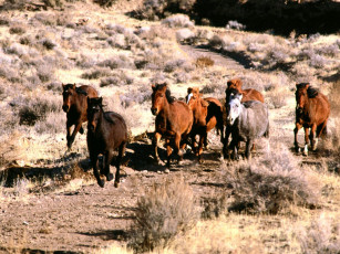 Картинка wild mustangs животные лошади