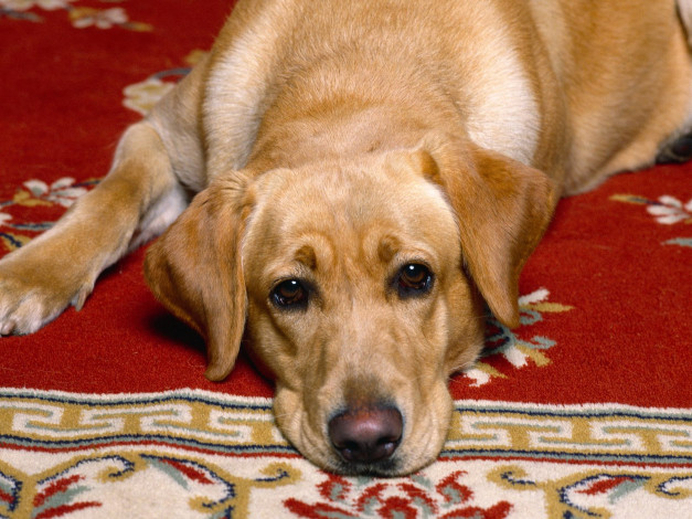 Обои картинки фото rug, warmer, животные, собаки