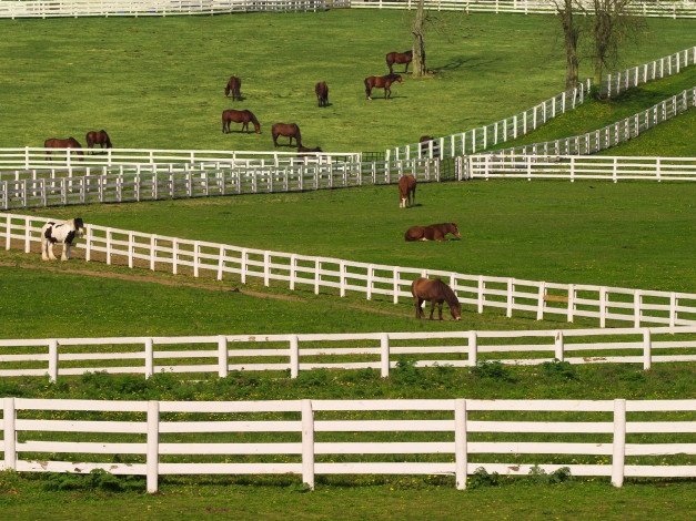 Обои картинки фото thoroughbred, horses, lexington, kentucky, животные, лошади