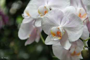 Картинка автор thean цветы орхидеи белый