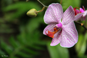 Картинка автор thean цветы орхидеи крапинки
