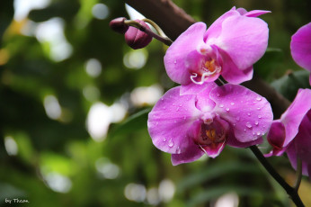 Картинка автор thean цветы орхидеи розовый капли