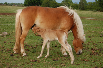 Картинка животные лошади лошадка лошадь