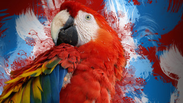 Картинка животные попугаи попугай