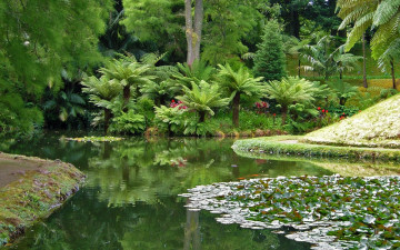 Картинка природа парк ботанический сад