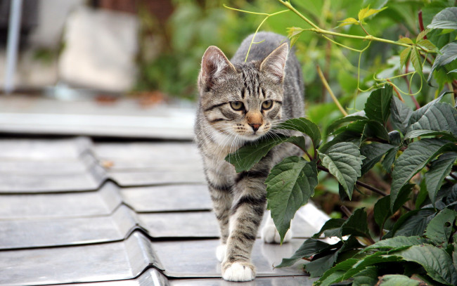 Обои картинки фото животные, коты, крыша, листья