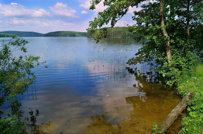 Обои картинки фото природа, реки, озера, камыши, деревья, вода