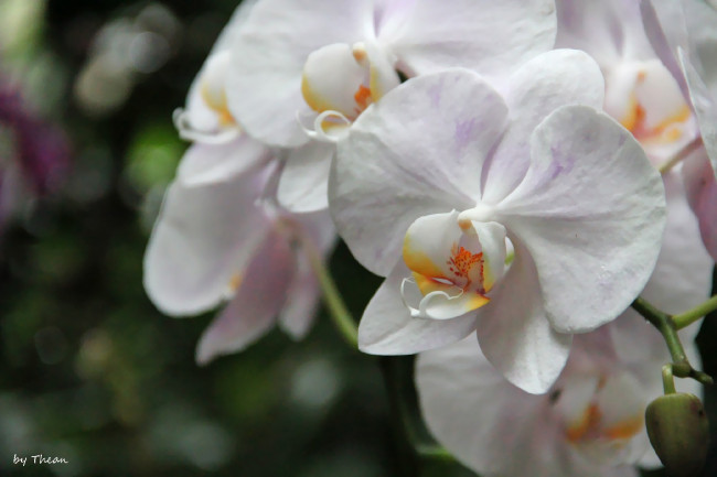 Обои картинки фото автор, thean, цветы, орхидеи, белый