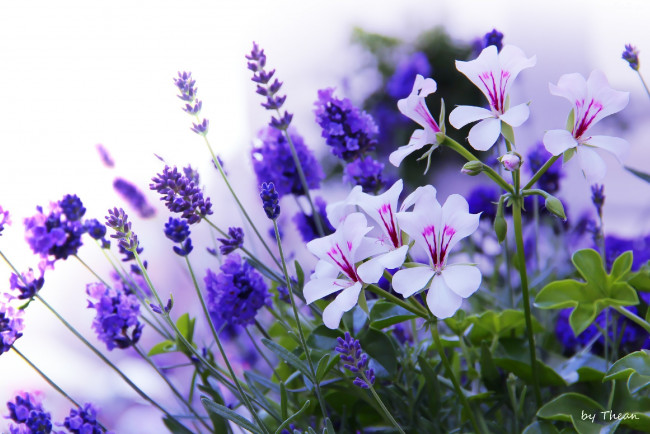 Обои картинки фото автор, thean, цветы, разные, вместе, белый, фиолетовый